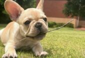 CACHORROS DE BULLDOG FRANCÉS